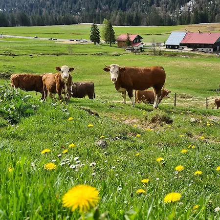 Alpe Berg * Balderschwang